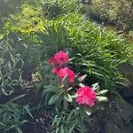 Naturerlebnis Direkt Am Traumpfad * Andernach