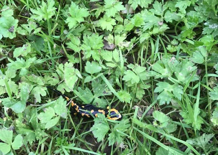 Naturerlebnis Direkt Am Traumpfad